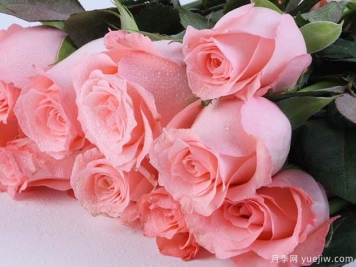 戴安娜玫瑰的花语是什么？有图片的更好？