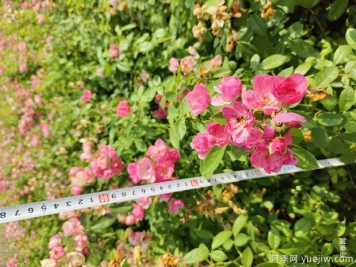 安吉拉月季盆栽苗，60厘米高基地发货