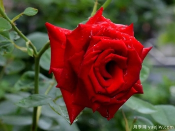 2023年情人节十大玫瑰品种销量榜，卡罗拉位居首位