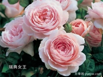 100种月季玫瑰品种图鉴大全，你认识有没有超过10个？