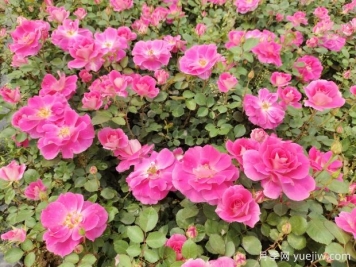 仙境盆栽月季杯苗粉色丰花，绿化工程批发