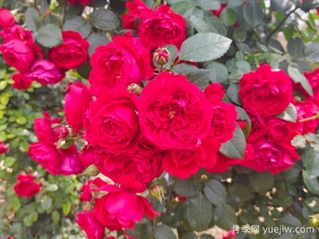 6款红色系的藤本月季品种，适合打造网红花墙
