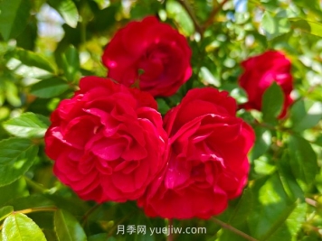 月季红木香爆花机器，花艳丽花量大花期长