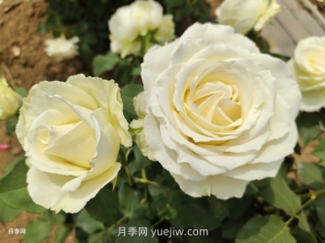 十一朵白玫瑰的花语和寓意