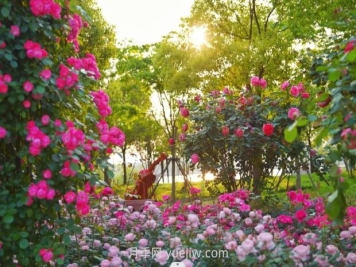 上海前滩休闲公园，月季花海盛景等你赏