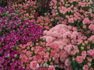 中国6大花市，全国花卉批发市场介绍