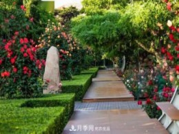 秦皇岛适合养月季花，市花和市树是什么